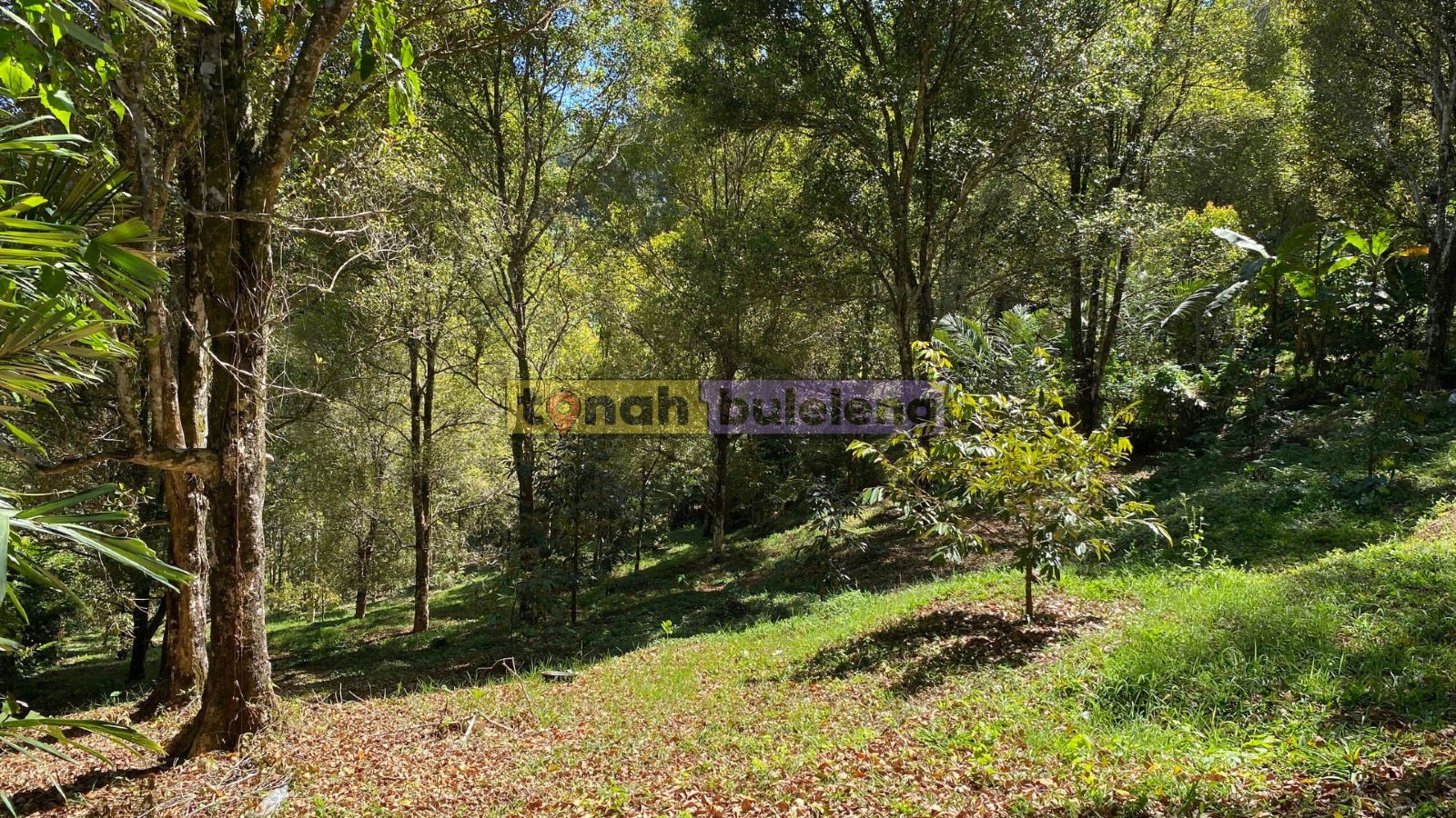 Tanah Buleleng - Di Jual Tanah Cengkeh di Desa Tigawasa - gambar 2