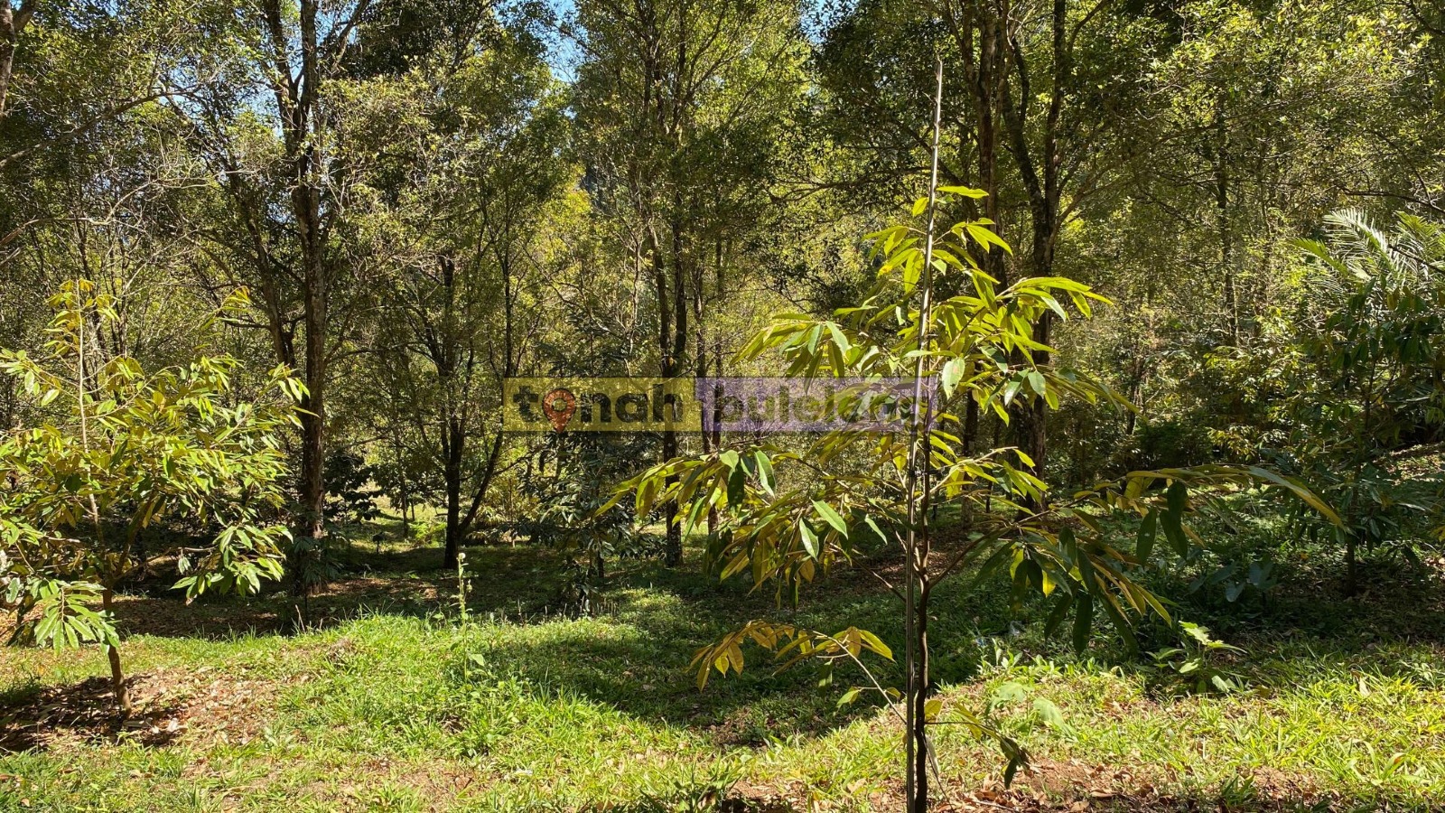 Tanah Buleleng - Di Jual Tanah Cengkeh di Desa Tigawasa - gambar 3
