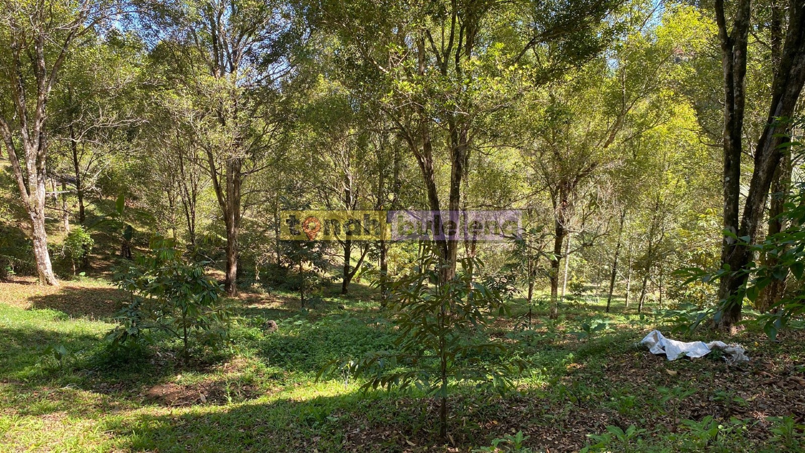 Tanah Buleleng - Di Jual Tanah Cengkeh di Desa Tigawasa - gambar 4