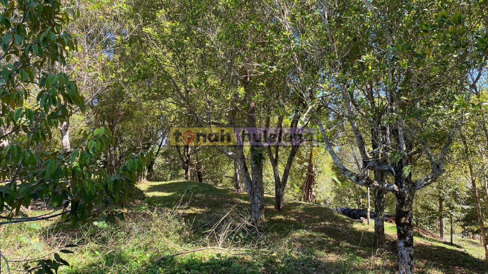 Tanah Buleleng - Di Jual Tanah Cengkeh di Desa Tigawasa - gambar 5