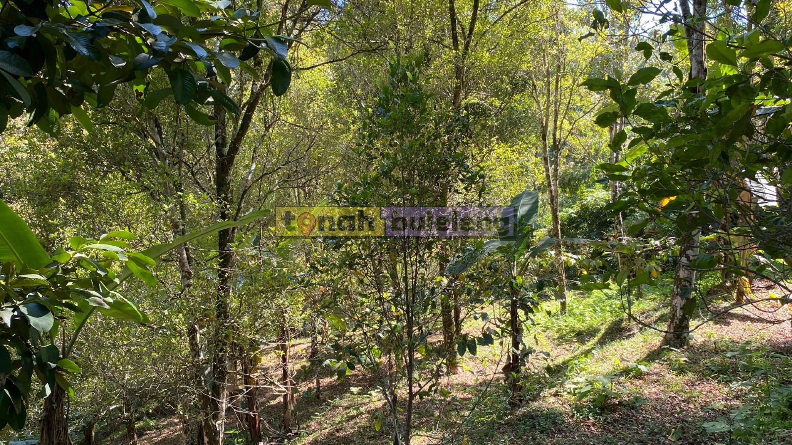 Tanah Buleleng - Di Jual Tanah Cengkeh Pinggir Jalan di Desa Tigawasa - gambar 1