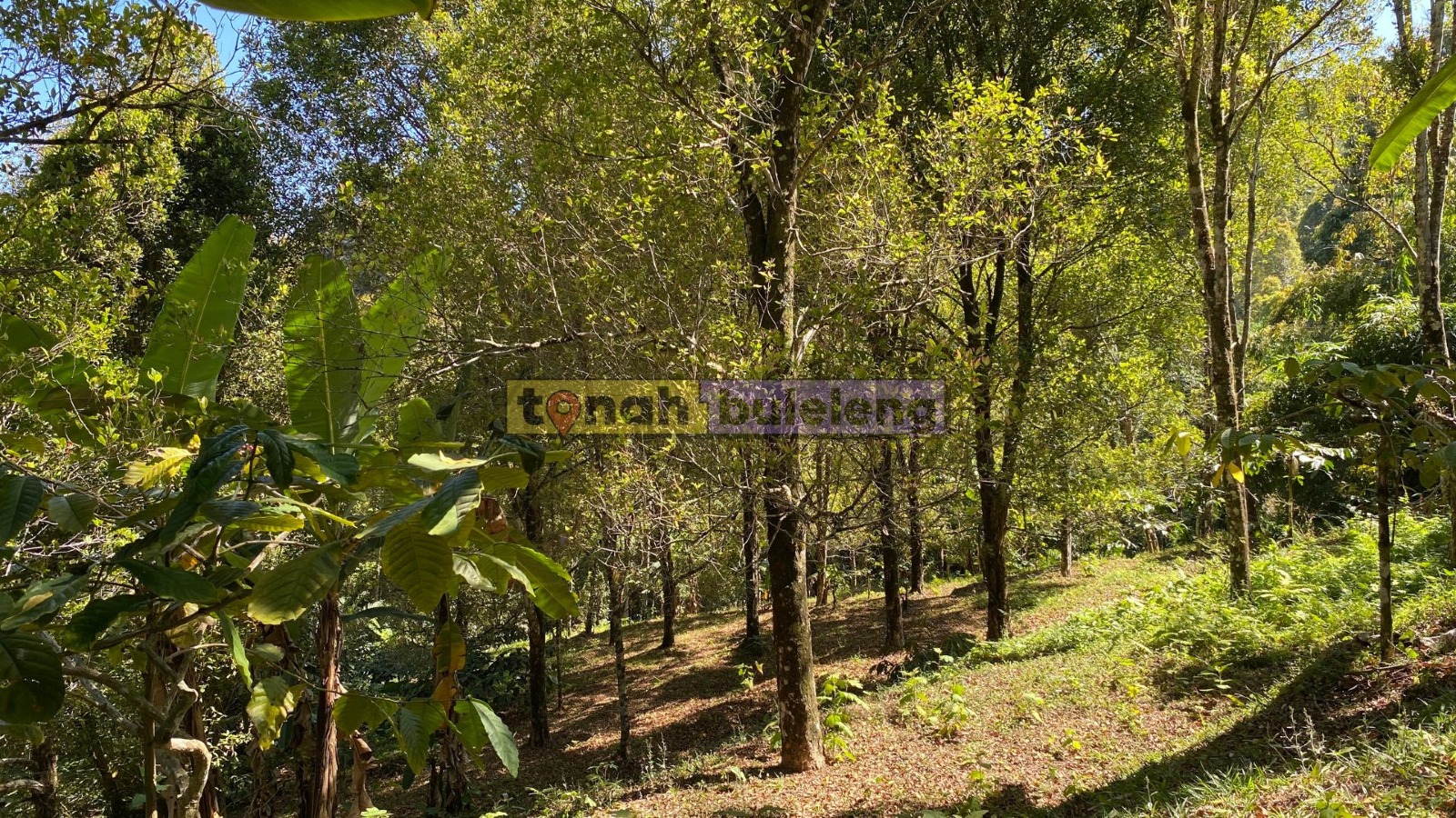 Tanah Buleleng - Di Jual Tanah Cengkeh Pinggir Jalan di Desa Tigawasa - gambar 2