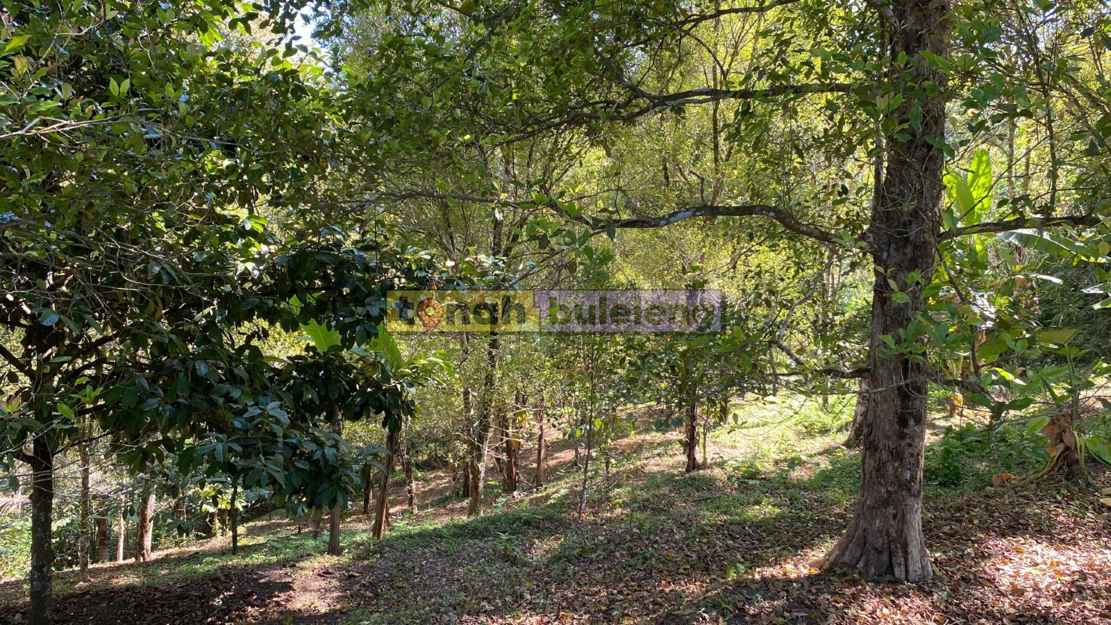 Tanah Buleleng - Di Jual Tanah Cengkeh Pinggir Jalan di Desa Tigawasa - gambar 3
