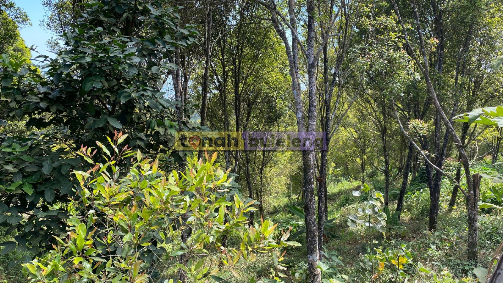 Tanah Buleleng - Di Jual Tanah Global Dengan Kebun Cengkeh di Desa Tigawasa - gambar 2