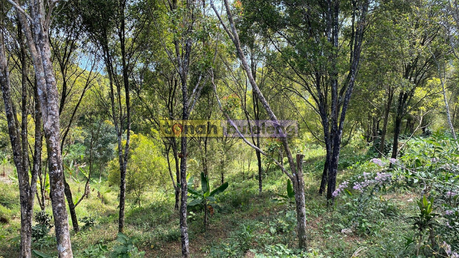 Tanah Buleleng - Di Jual Tanah Global Dengan Kebun Cengkeh di Desa Tigawasa - gambar 3