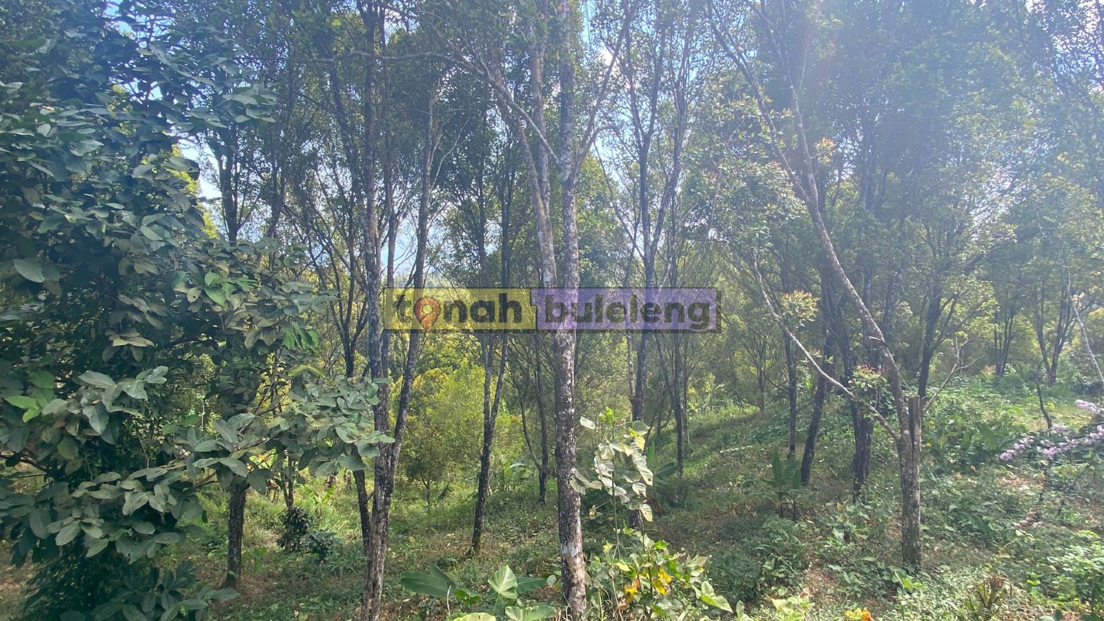 Tanah Buleleng - Di Jual Tanah Global Dengan Kebun Cengkeh di Desa Tigawasa - gambar 4