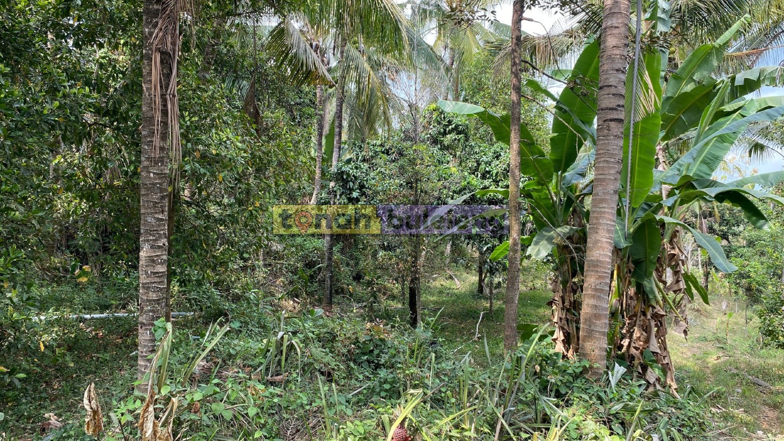Tanah Buleleng - Di Jual Tanah Kebun 20 Are Area Kubutambahan - gambar 1