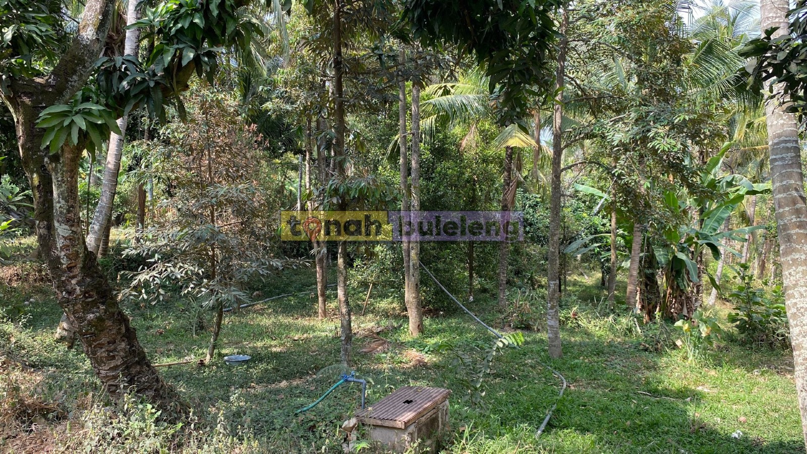 Tanah Buleleng - Di Jual Tanah Kebun 20 Are Area Kubutambahan - gambar 2