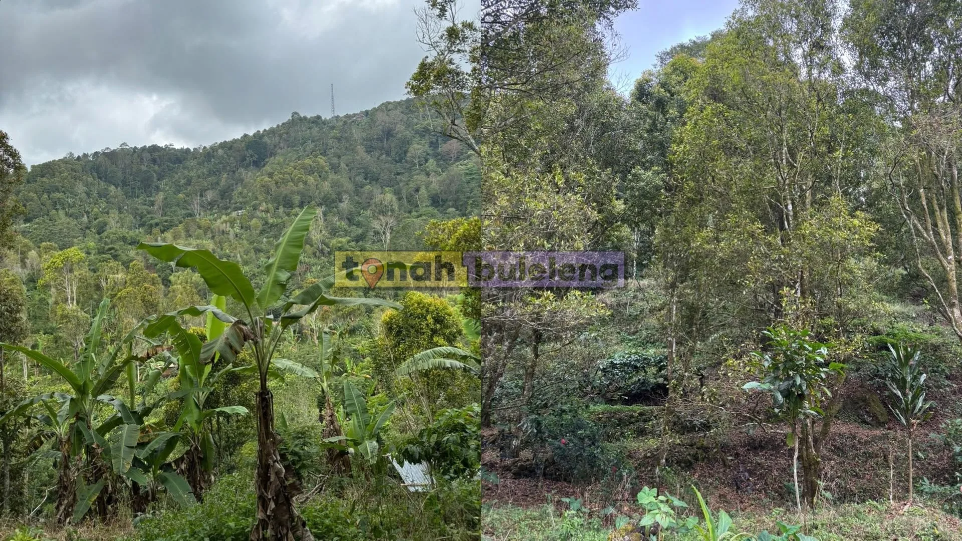 Tanah Buleleng - Di Jual Tanah Kebun Cengkeh Produktif Dapat View Pebukitan - gambar 1