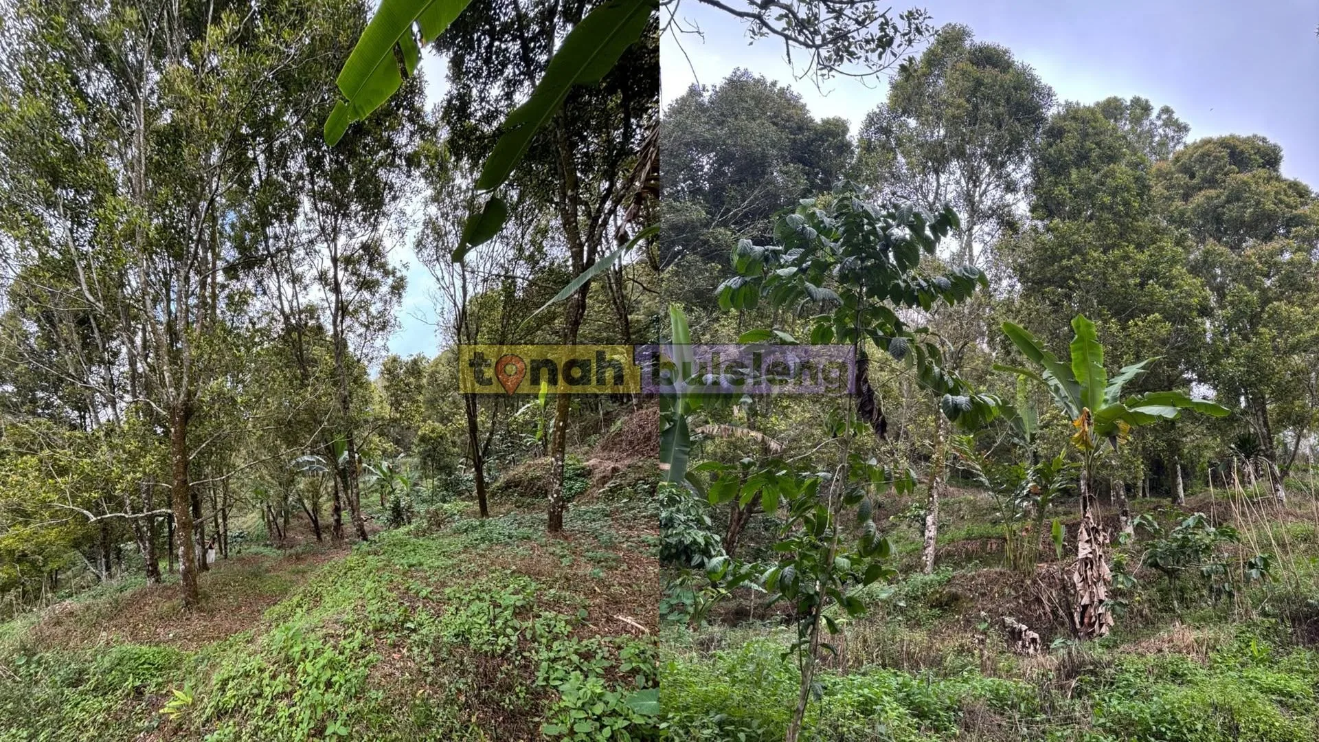 Tanah Buleleng - Di Jual Tanah Kebun Cengkeh Produktif Dapat View Pebukitan - gambar 2