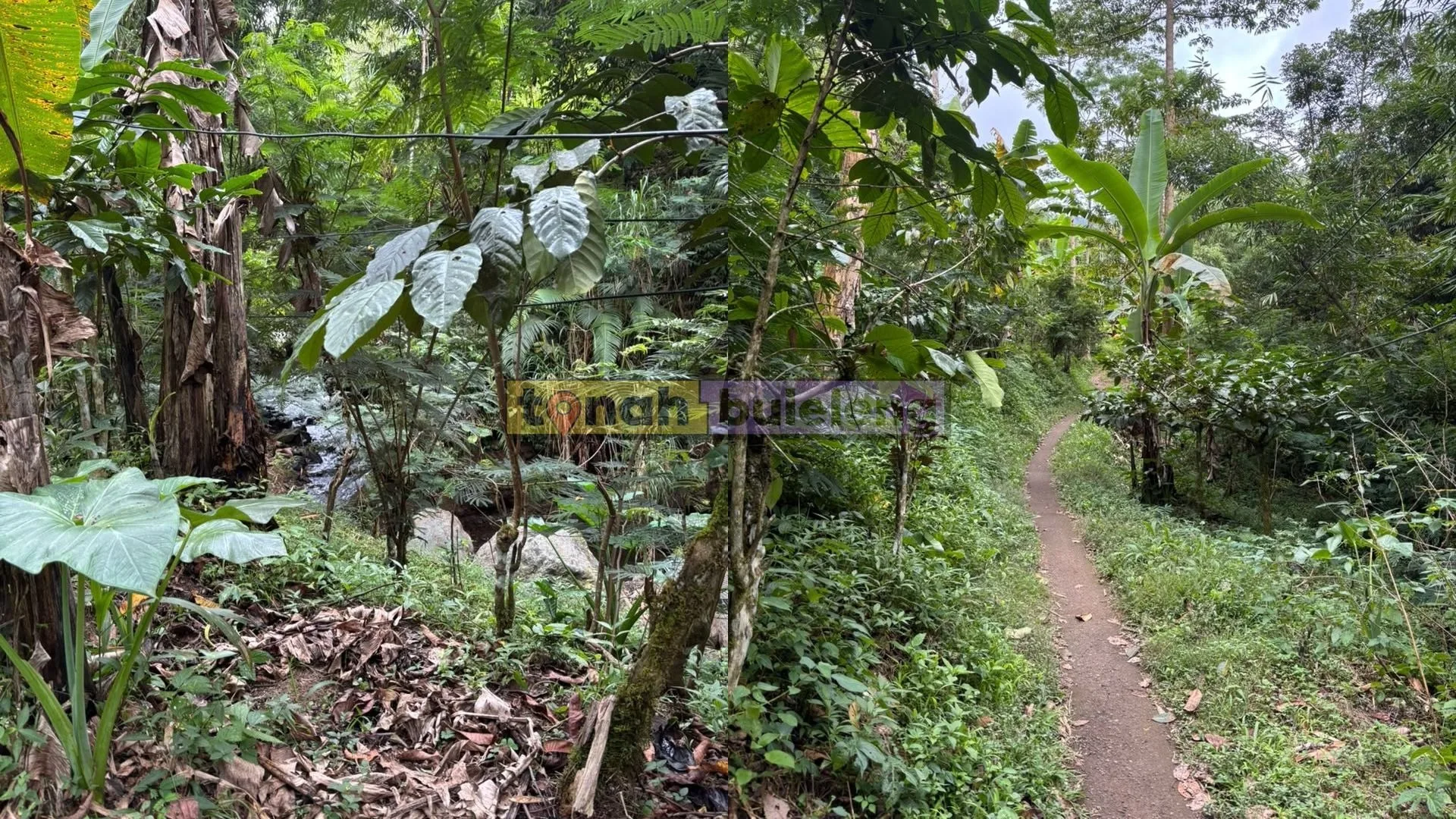 Tanah Buleleng - Di Jual Tanah Kebun Cengkeh Produktif Dapat View Pebukitan - gambar 3