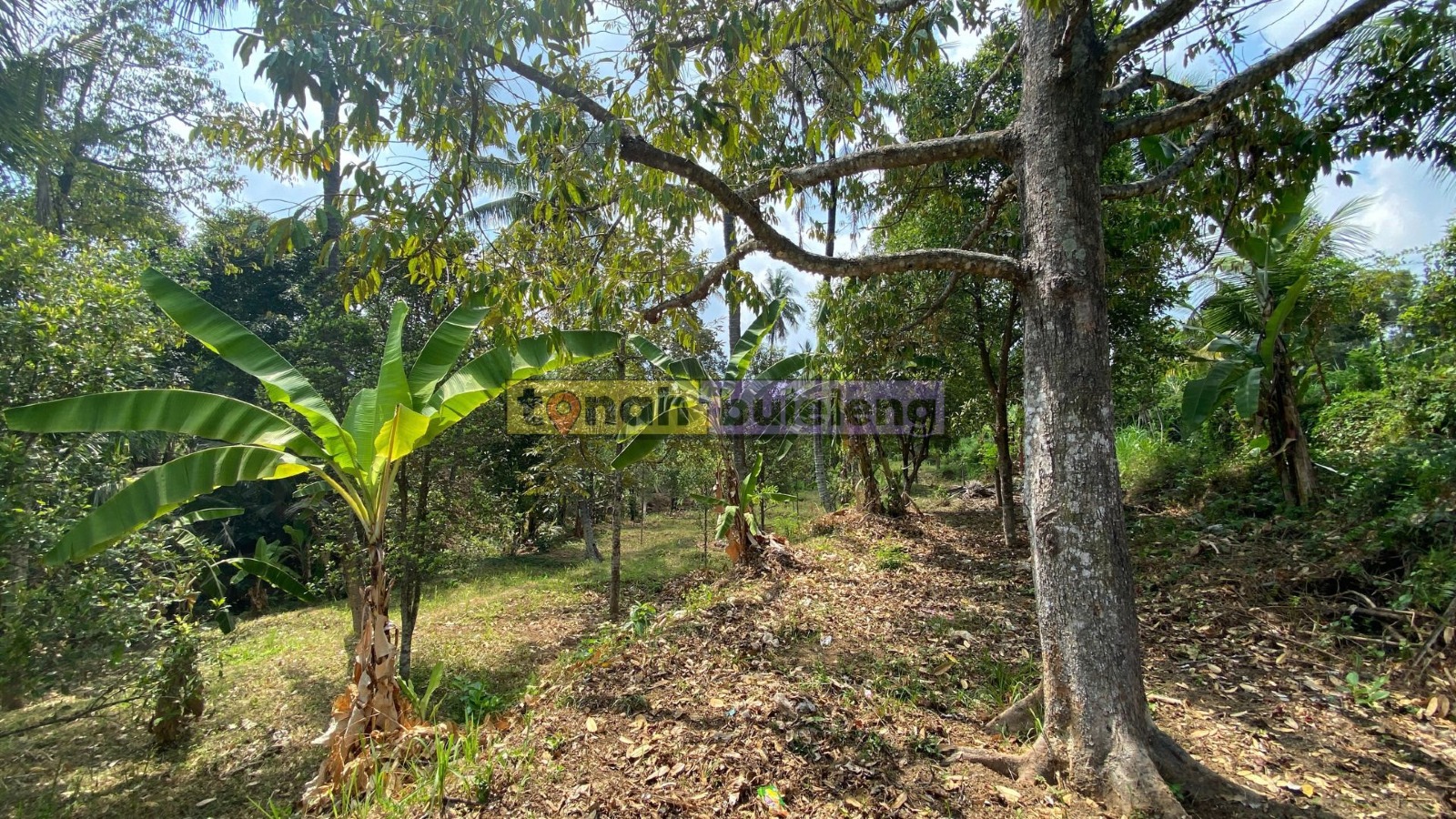Tanah Buleleng - Di Jual Tanah Kebun Cengkeh Produktif di Panji - gambar 1