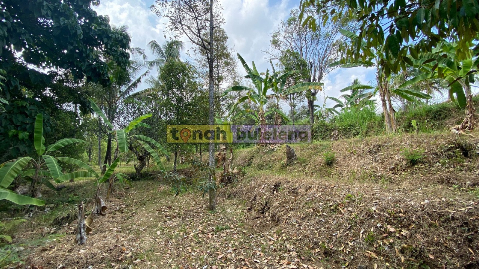 Tanah Buleleng - Di Jual Tanah Kebun Cengkeh Produktif di Panji - gambar 2