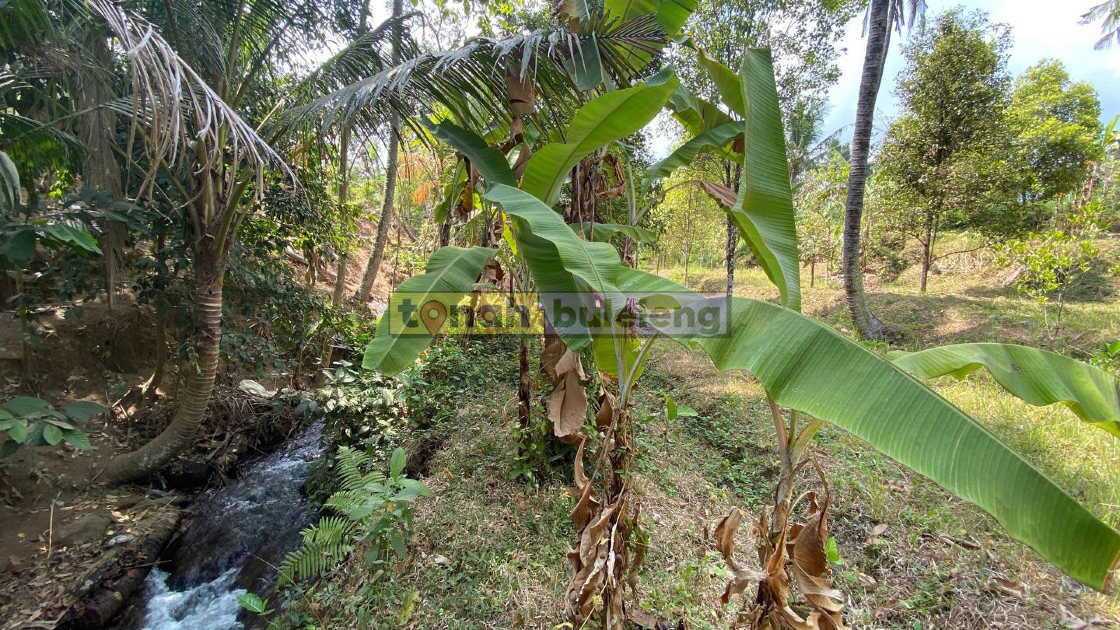 Tanah Buleleng - Di Jual Tanah Kebun Cengkeh Produktif di Panji - gambar 3