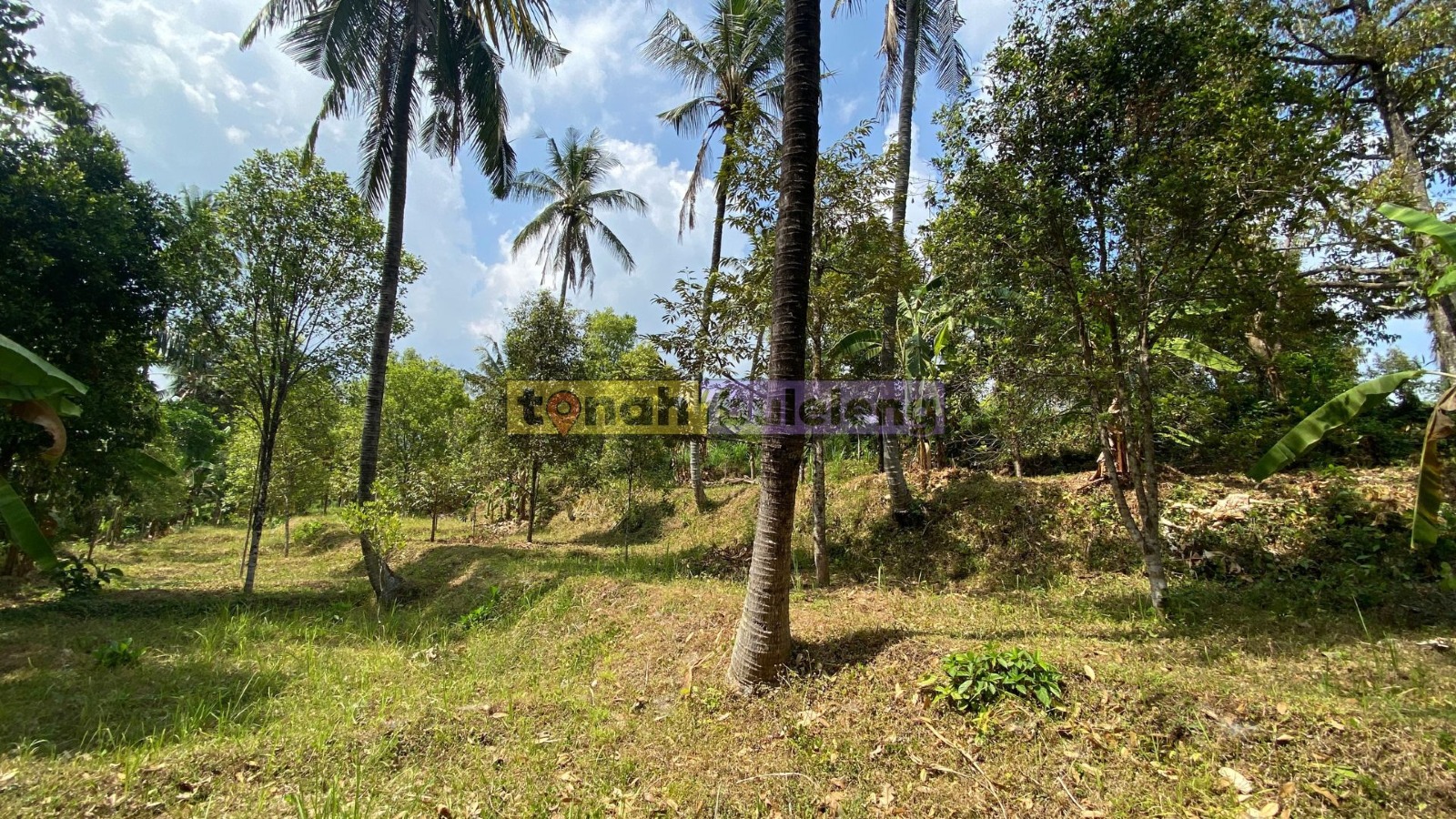 Tanah Buleleng - Di Jual Tanah Kebun Cengkeh Produktif di Panji - gambar 4