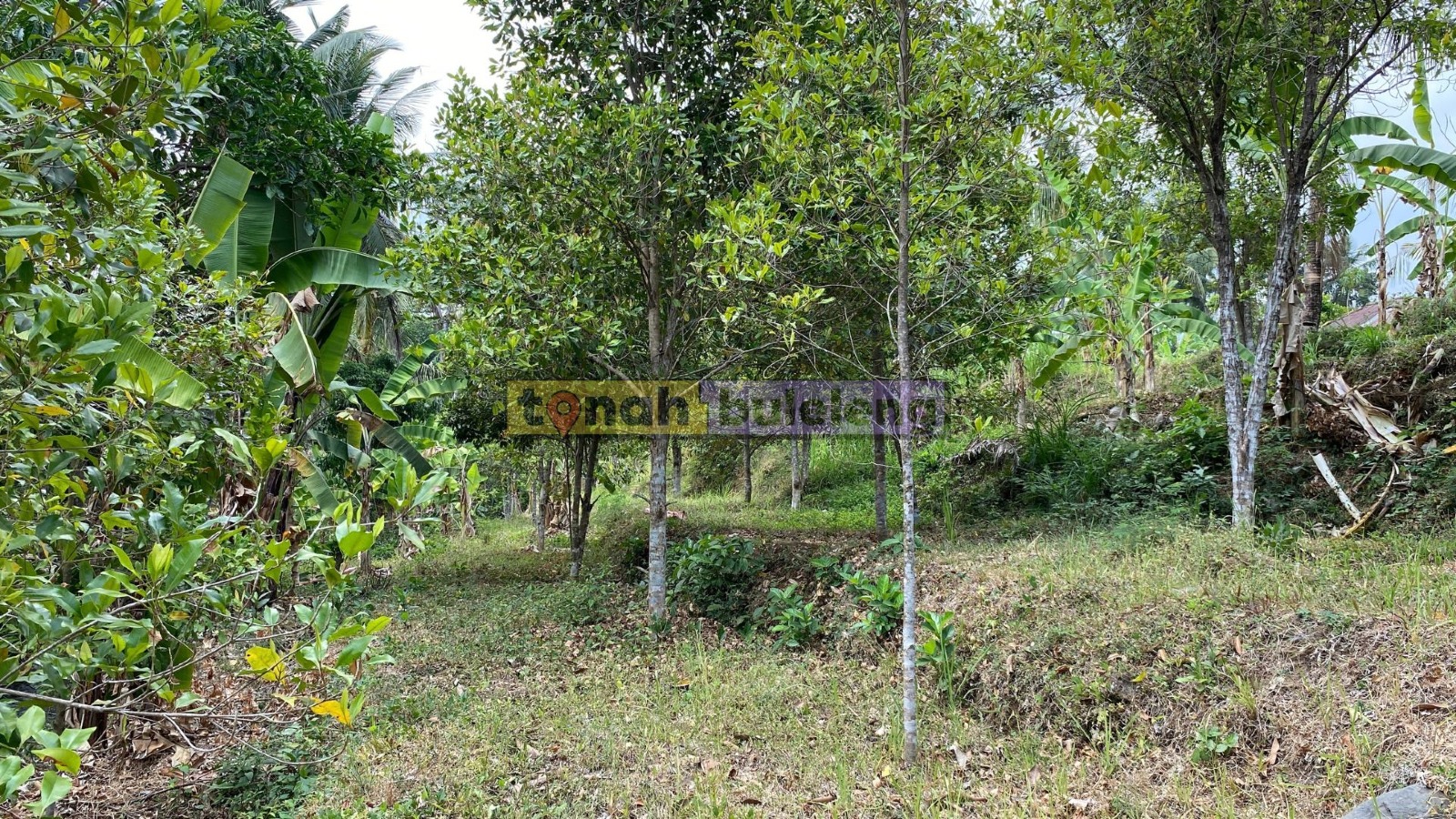 Tanah Buleleng - Di Jual Tanah Kebun Cengkeh Produktif di Panji - gambar 5