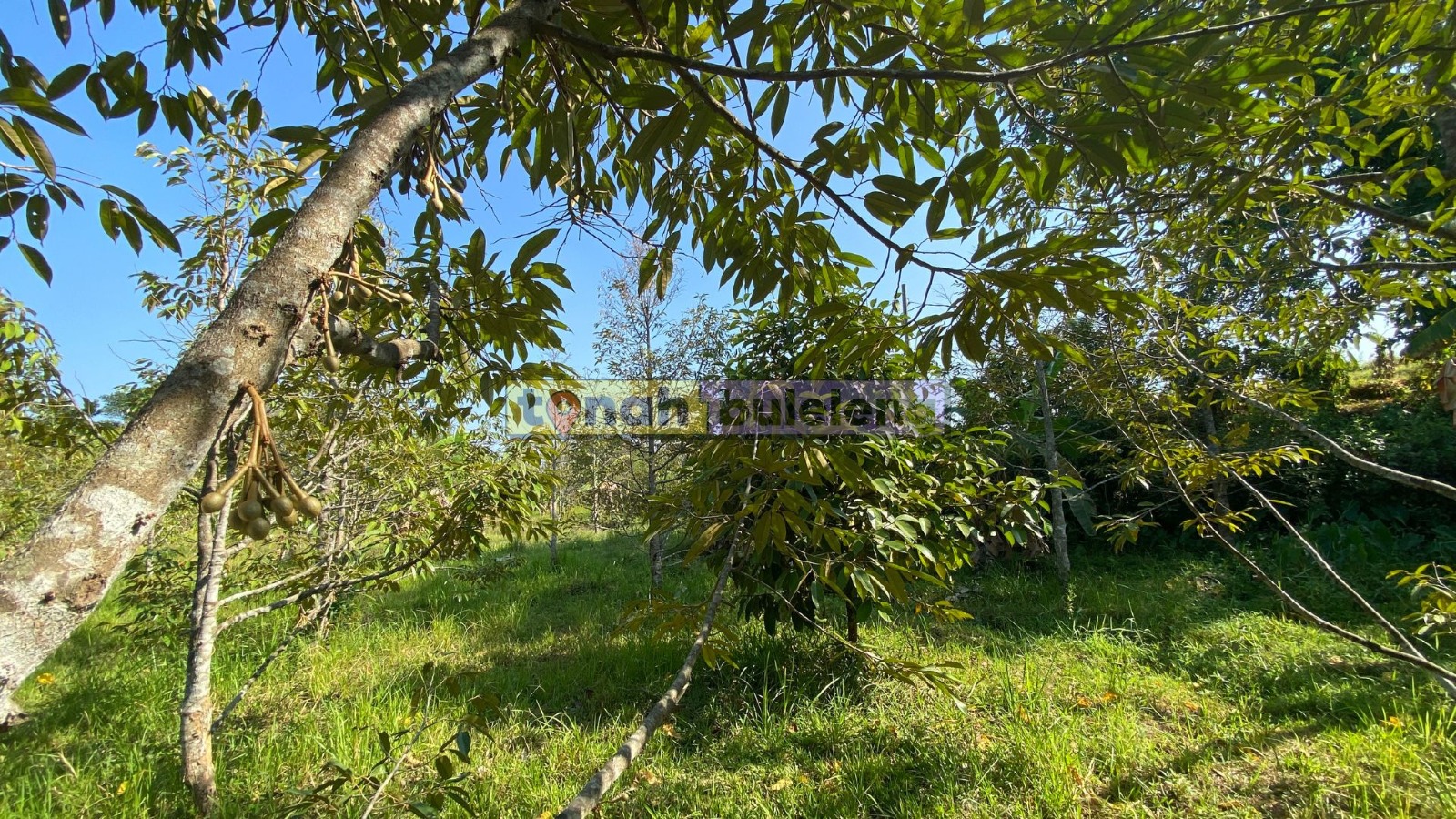 Tanah Buleleng - Di Jual Tanah Kebun Durian di Buleleng - gambar 1