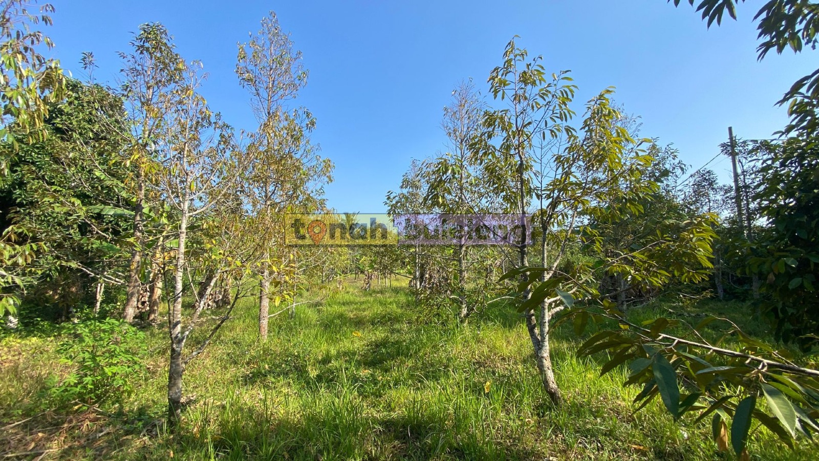 Tanah Buleleng - Di Jual Tanah Kebun Durian di Buleleng - gambar 2