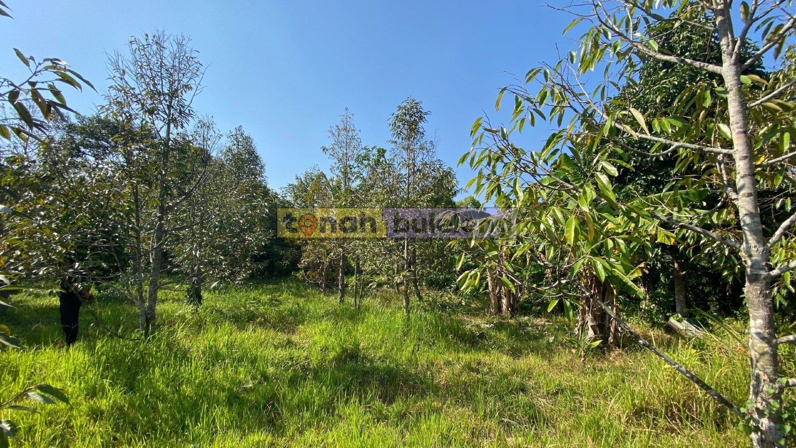 Tanah Buleleng - Di Jual Tanah Kebun Durian di Buleleng - gambar 3