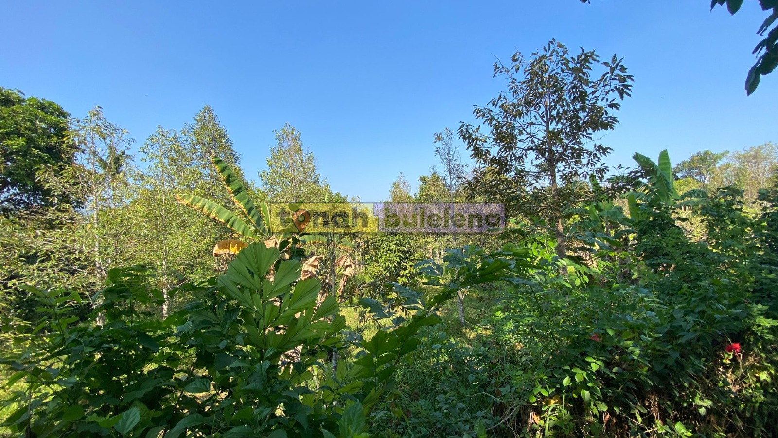 Tanah Buleleng - Di Jual Tanah Kebun Durian di Buleleng - gambar 4