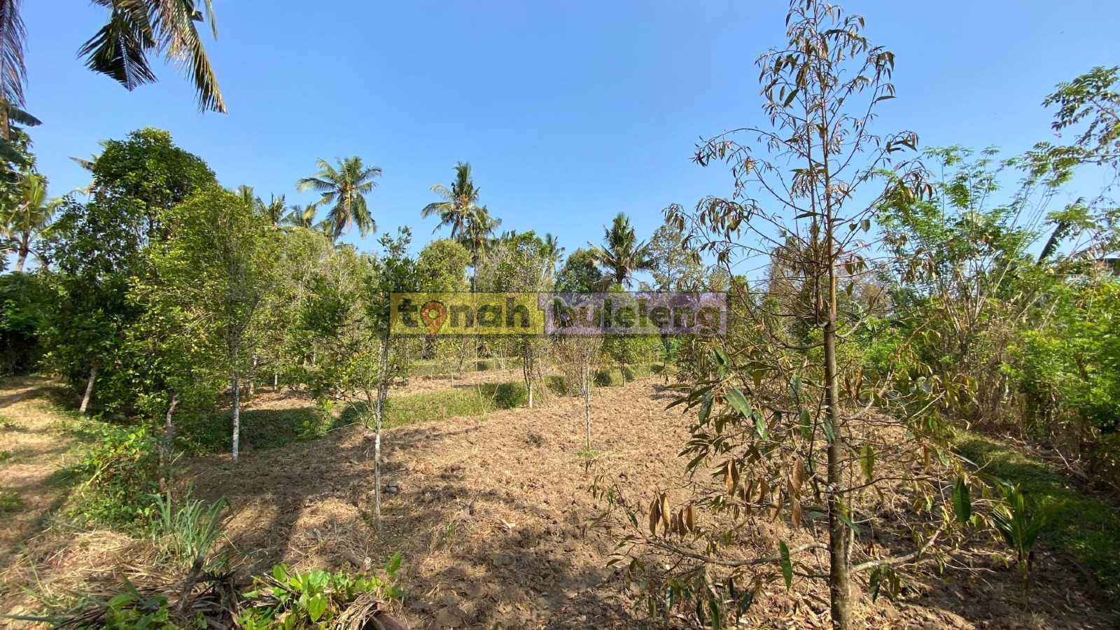 Tanah Buleleng - Di Jual Tanah Kebun Durian di Desa Panji - gambar 1