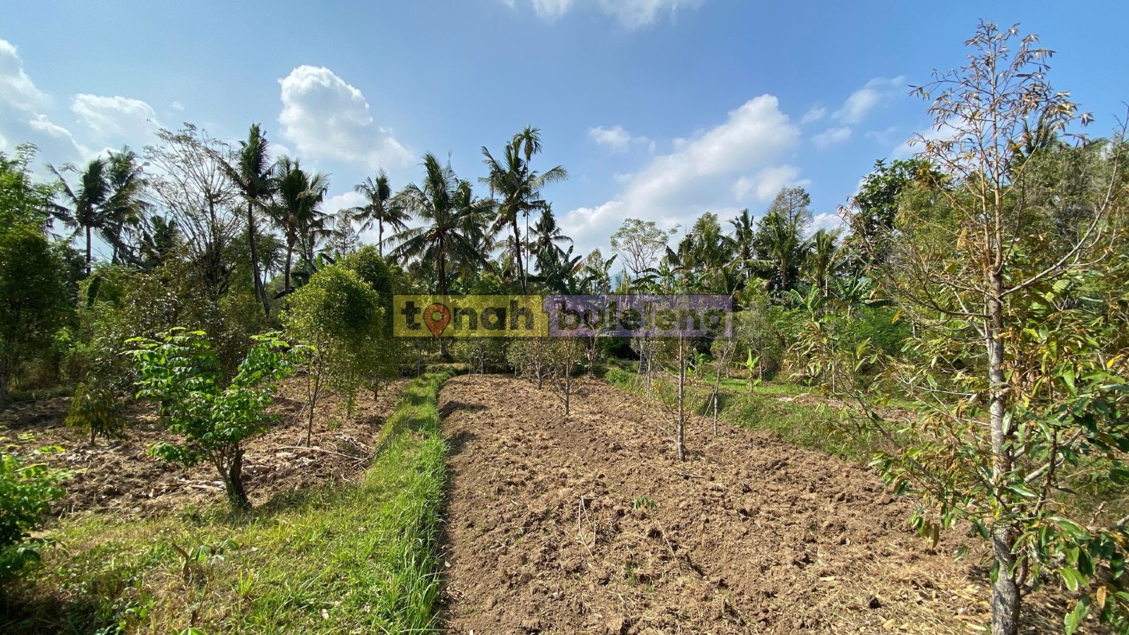 Tanah Buleleng - Di Jual Tanah Kebun Durian di Desa Panji - gambar 2