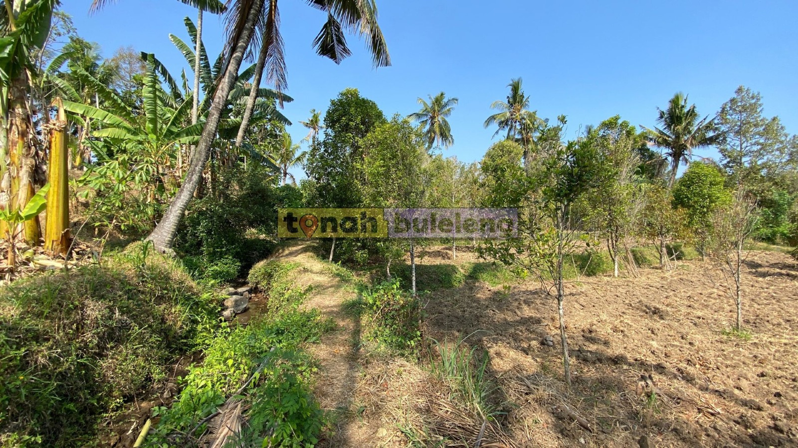 Tanah Buleleng - Di Jual Tanah Kebun Durian di Desa Panji - gambar 3