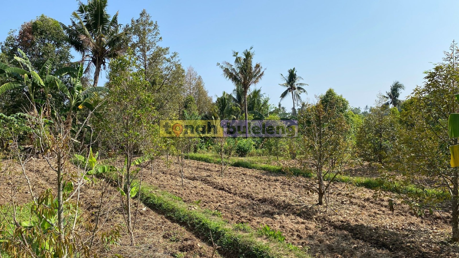 Tanah Buleleng - Di Jual Tanah Kebun Durian di Desa Panji - gambar 4