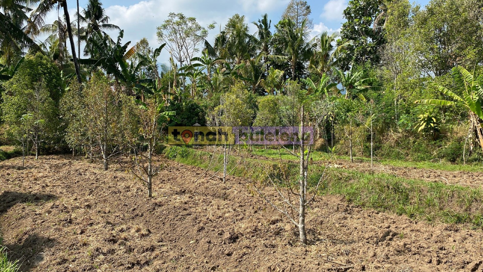 Tanah Buleleng - Di Jual Tanah Kebun Durian di Desa Panji - gambar 5