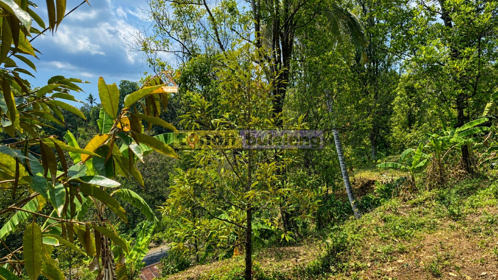 Tanah Buleleng - Di Jual Tanah Kebun Durian di Sukasada Buleleng - gambar 1