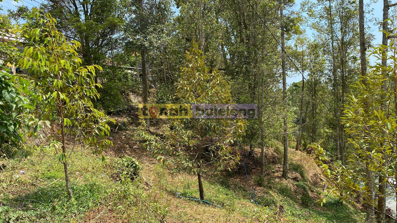 Tanah Buleleng - Di Jual Tanah Kebun Durian di Sukasada Buleleng - gambar 2