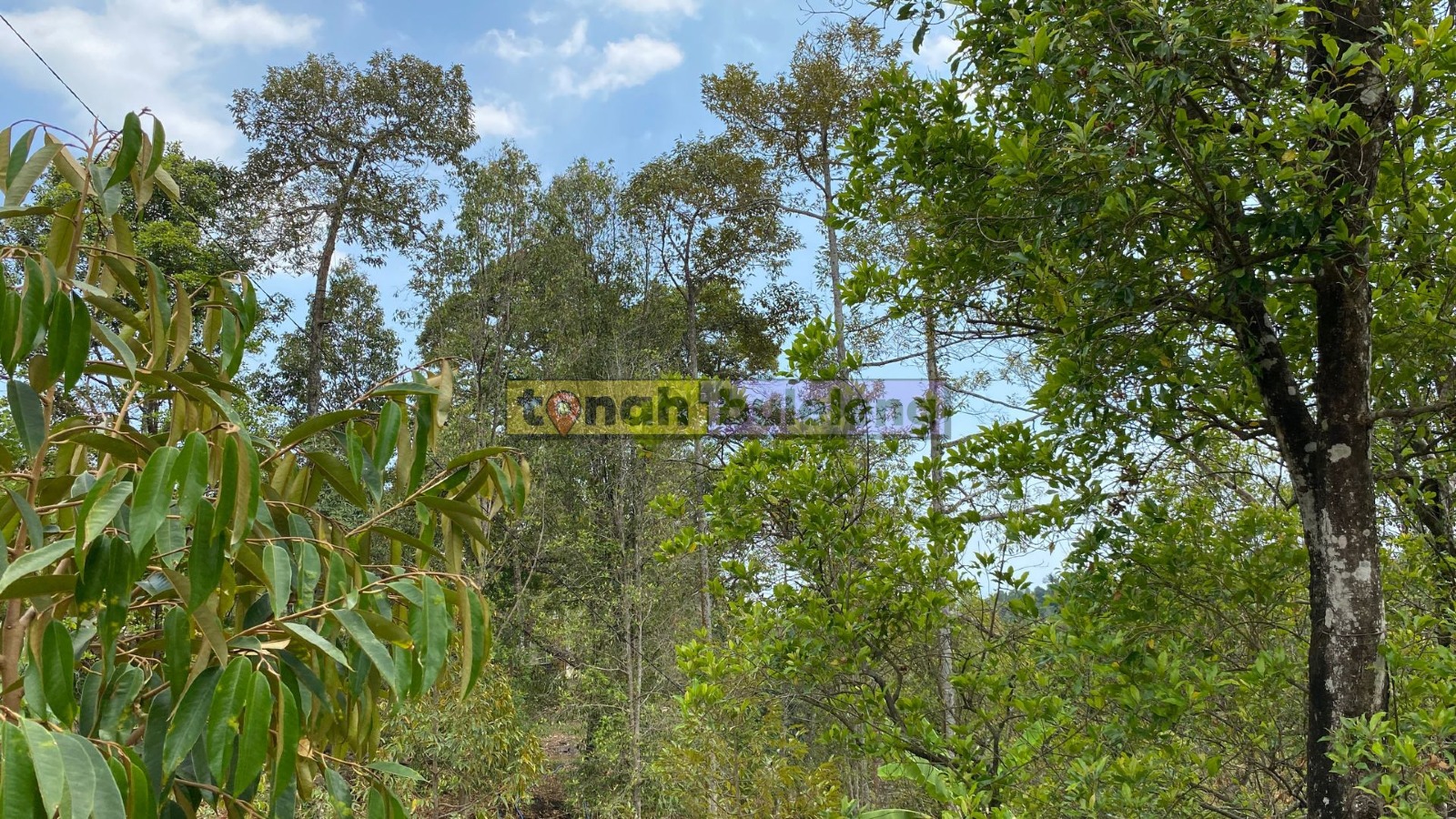 Tanah Buleleng - Di Jual Tanah Kebun Durian di Sukasada Buleleng - gambar 3