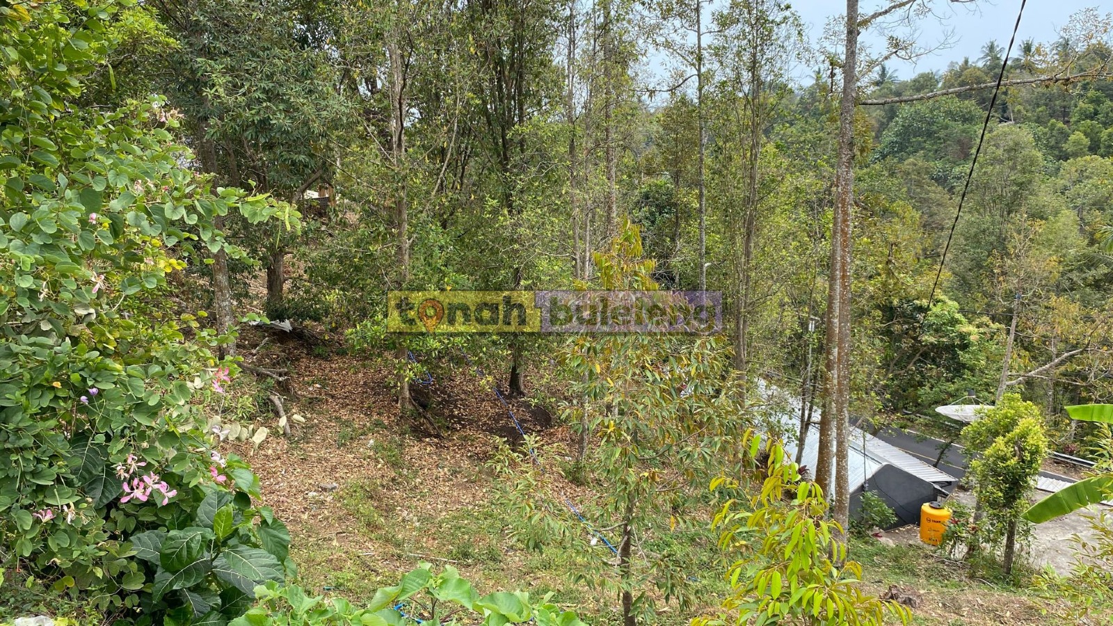 Tanah Buleleng - Di Jual Tanah Kebun Durian di Sukasada Buleleng - gambar 4