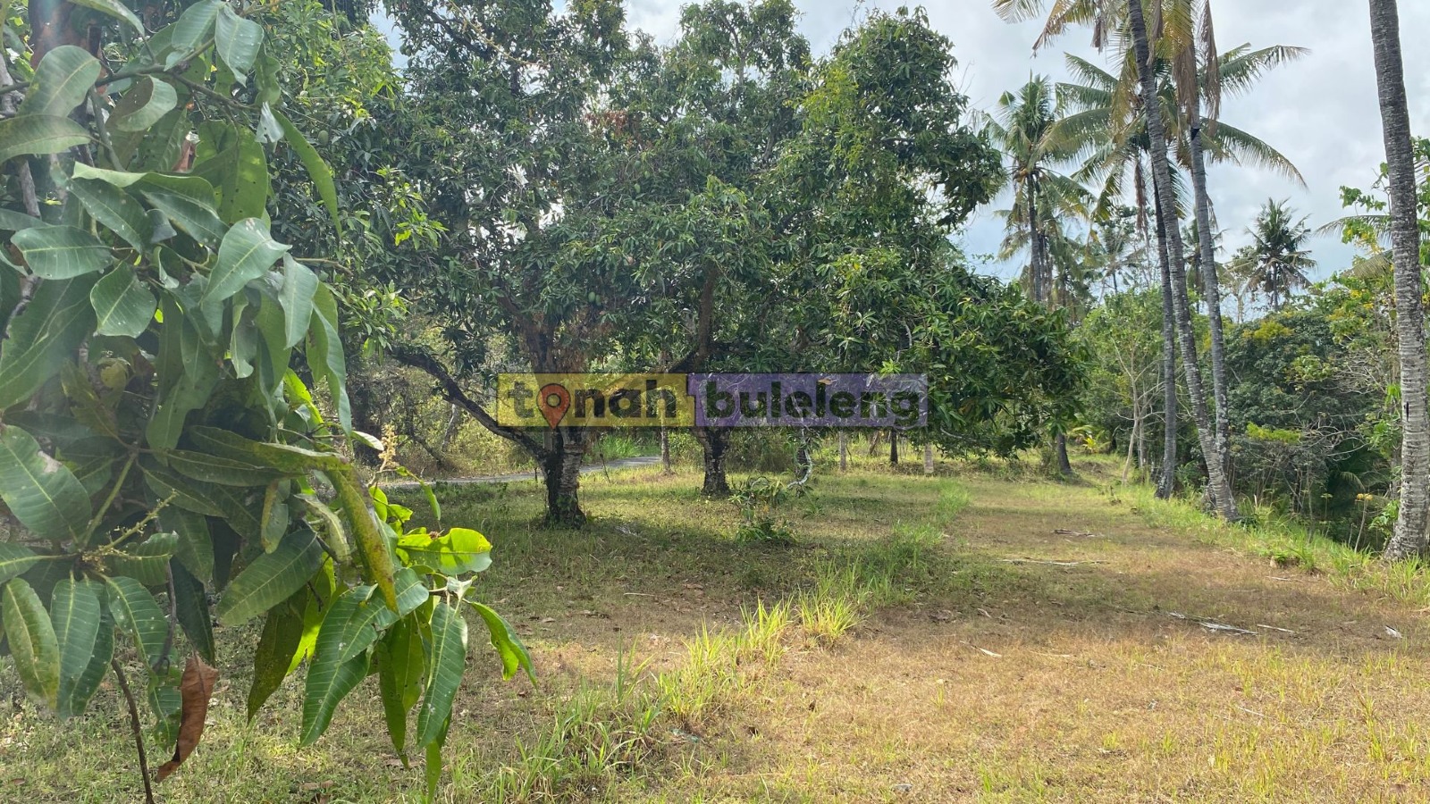 Tanah Buleleng - Di Jual Tanah Kebun Mangga View Perbukitan di Kubutambahan - gambar 1