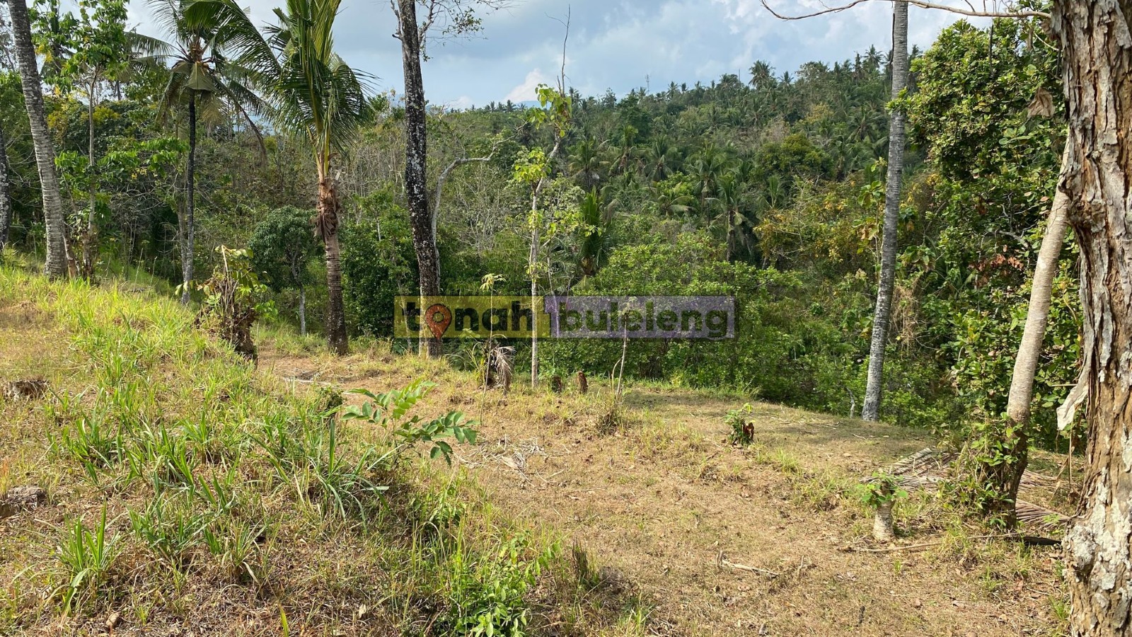 Tanah Buleleng - Di Jual Tanah Kebun Mangga View Perbukitan di Kubutambahan - gambar 2