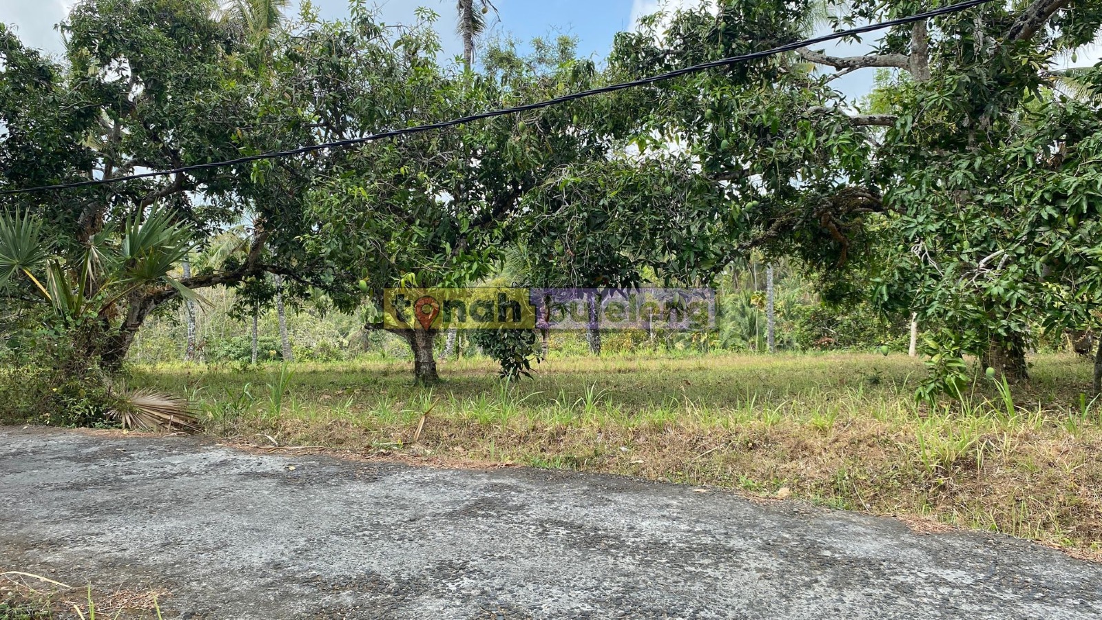 Tanah Buleleng - Di Jual Tanah Kebun Mangga View Perbukitan di Kubutambahan - gambar 3