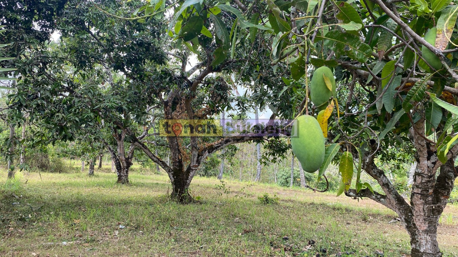 Tanah Buleleng - Di Jual Tanah Kebun Mangga View Perbukitan di Kubutambahan - gambar 4