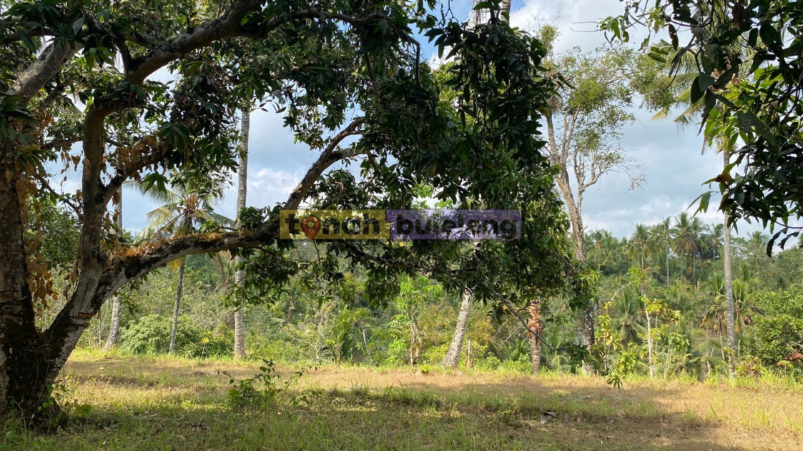 Tanah Buleleng - Di Jual Tanah Kebun Mangga View Perbukitan di Kubutambahan - gambar 5