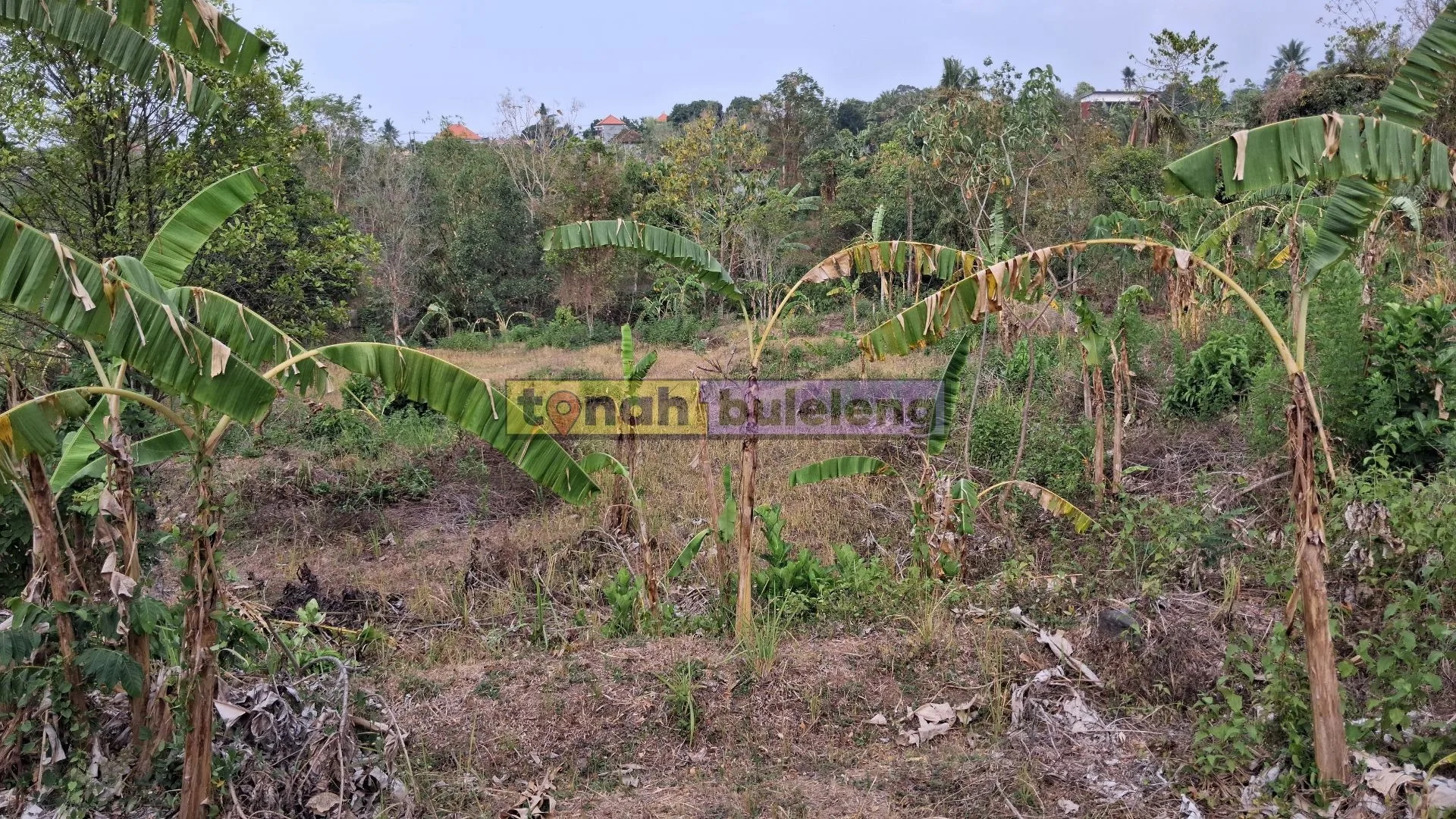 Tanah Buleleng - Dijual Lahan Kosong di Panji - gambar 4