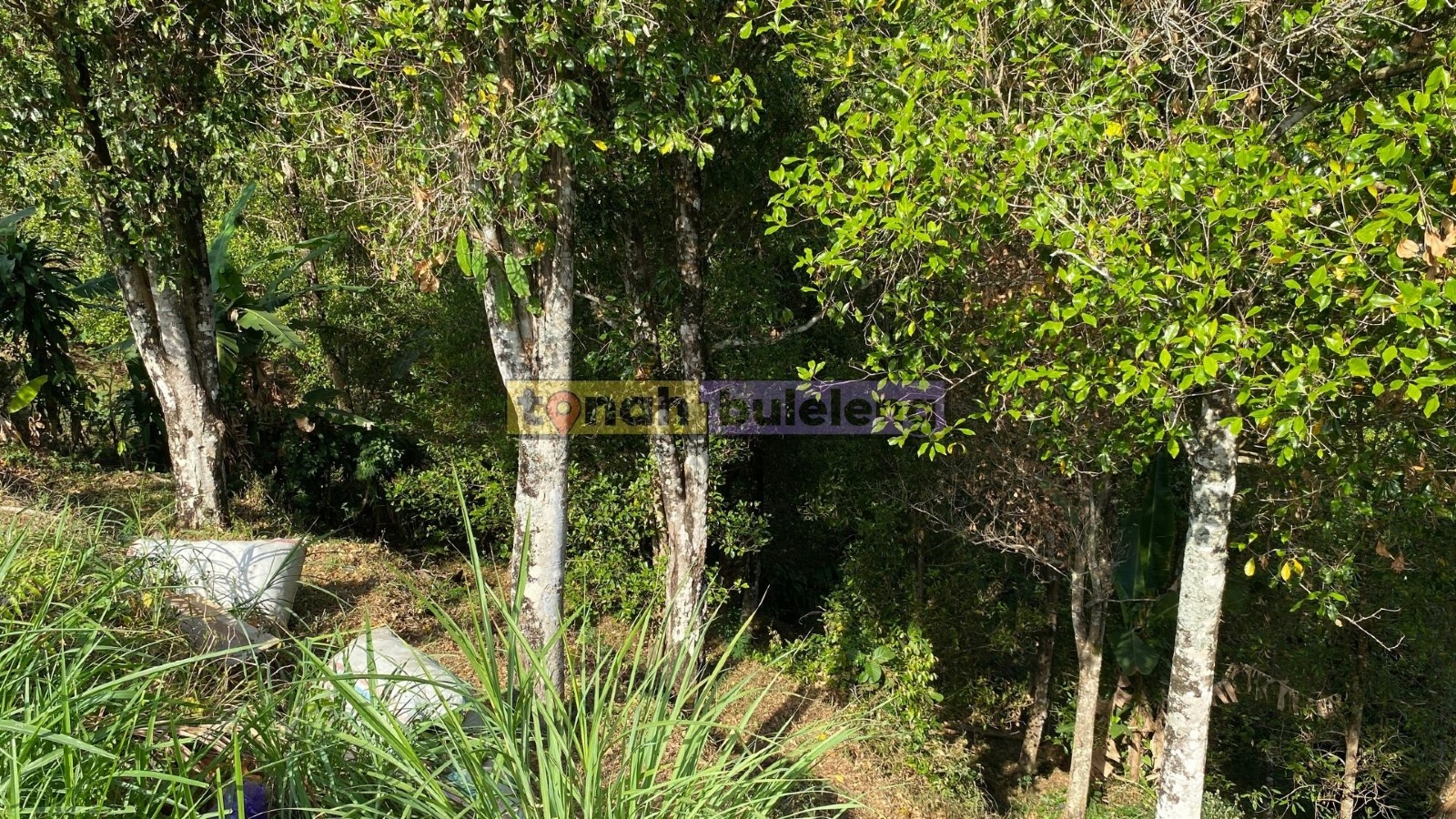 Tanah Buleleng - Dijual Tanah Cengkeh Dekat Maha Hills Sambangan - gambar 1