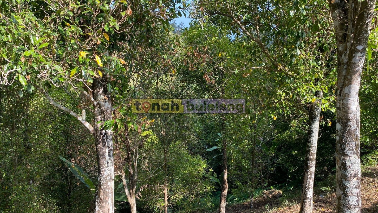 Tanah Buleleng - Dijual Tanah Cengkeh Dekat Maha Hills Sambangan - gambar 2