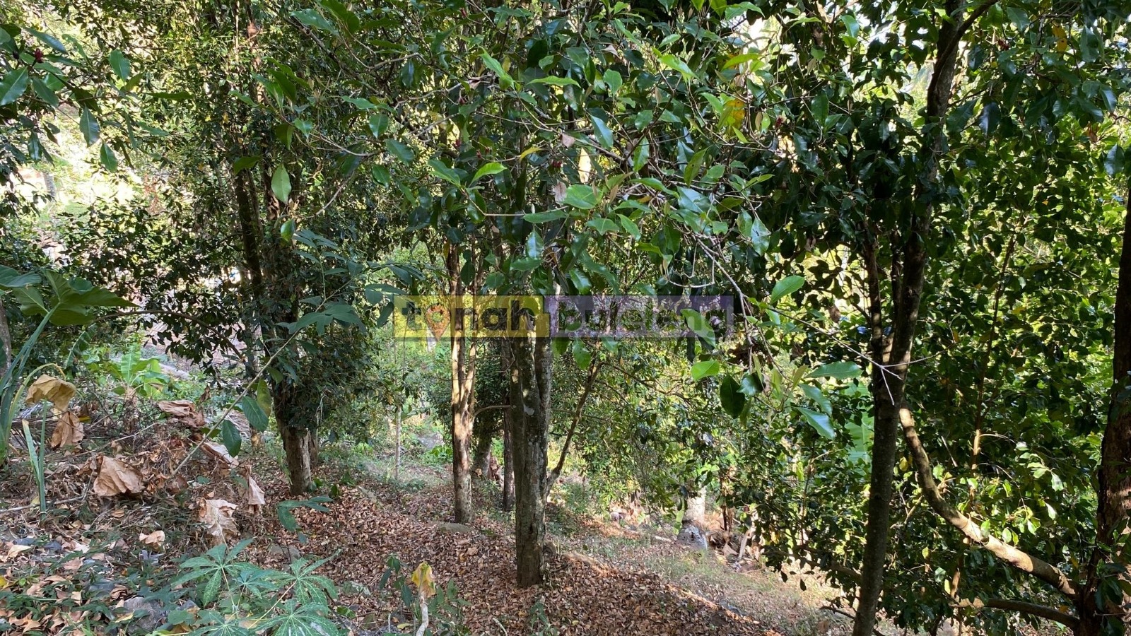 Tanah Buleleng - Dijual Tanah Cengkeh Pinggir Jalan Desa Panji - gambar 1