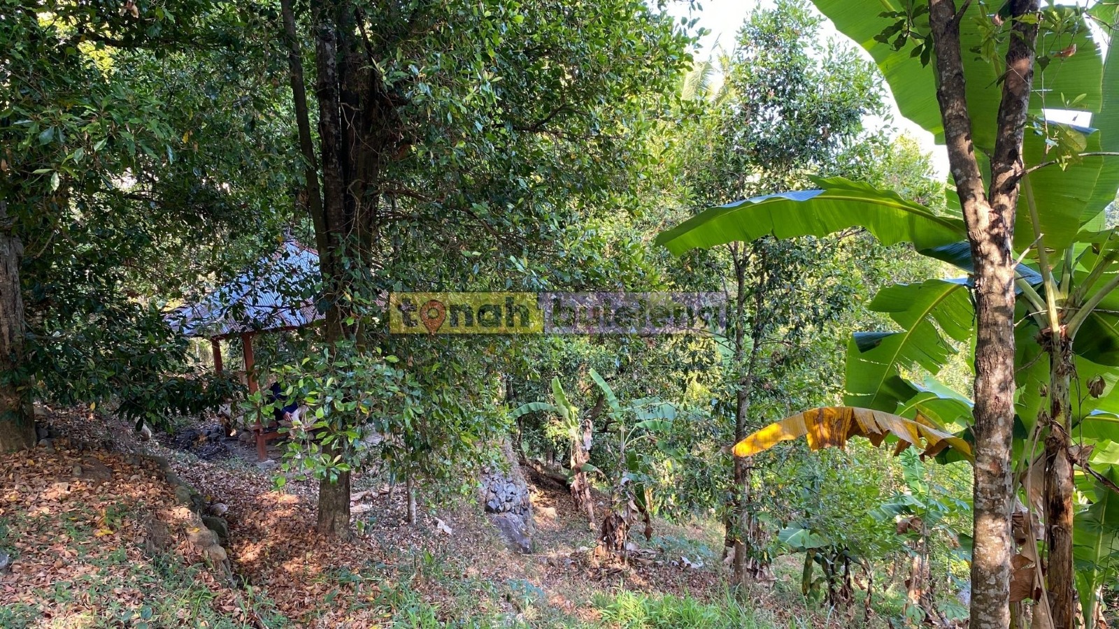 Tanah Buleleng - Dijual Tanah Cengkeh Pinggir Jalan Desa Panji - gambar 2