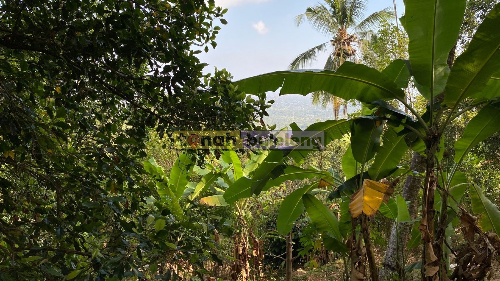 Tanah Buleleng - Dijual Tanah Cengkeh Pinggir Jalan Desa Panji - gambar 3