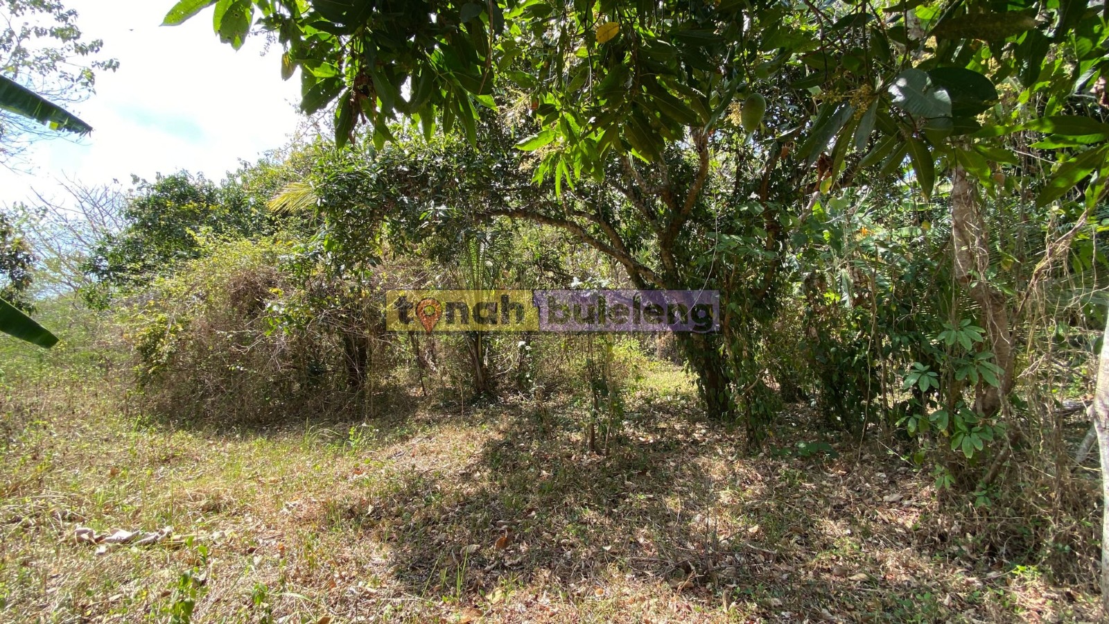 Tanah Buleleng - Dijual Tanah Global Murah di Kubutambahan - gambar 1