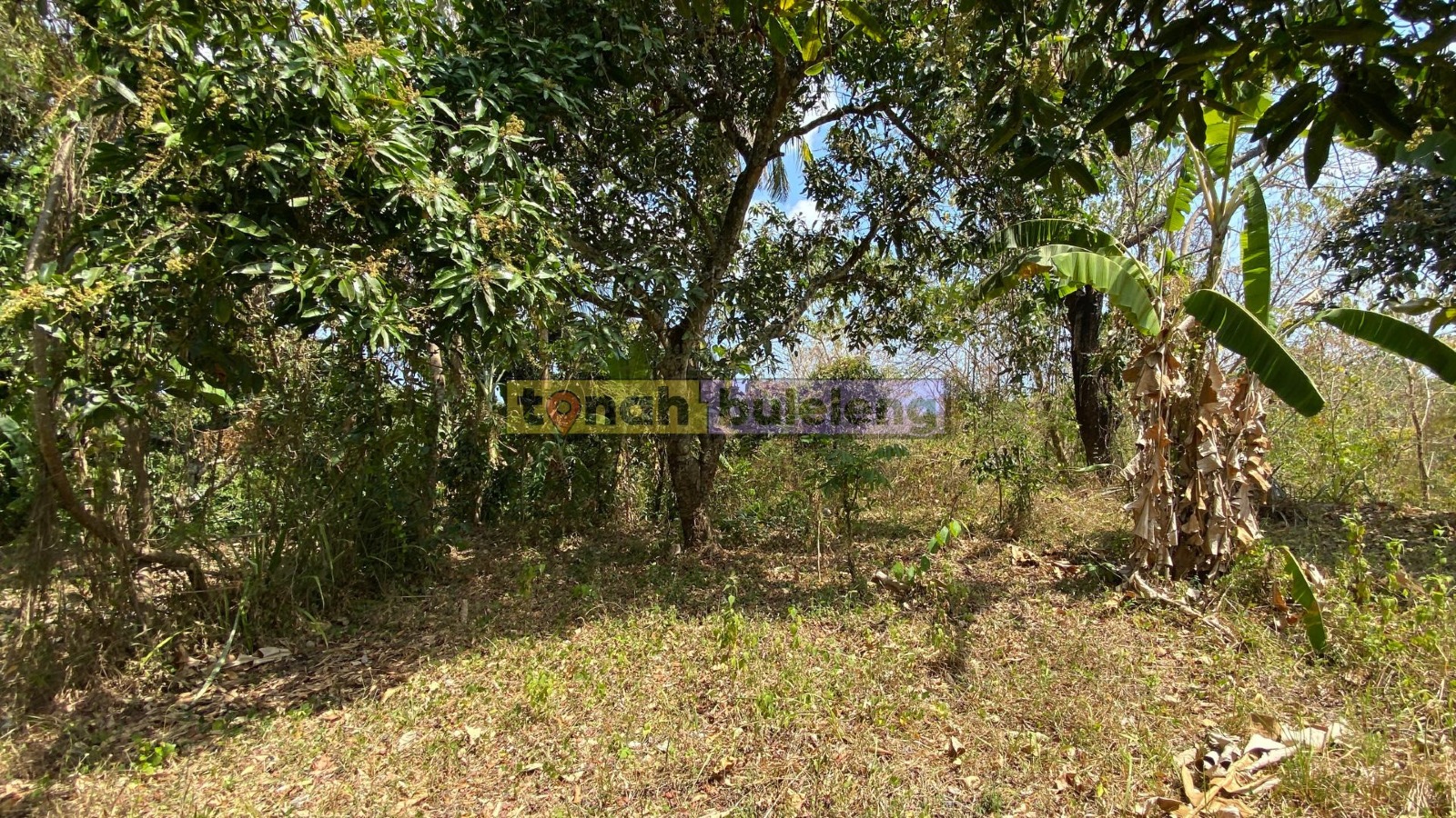 Tanah Buleleng - Dijual Tanah Global Murah di Kubutambahan - gambar 4