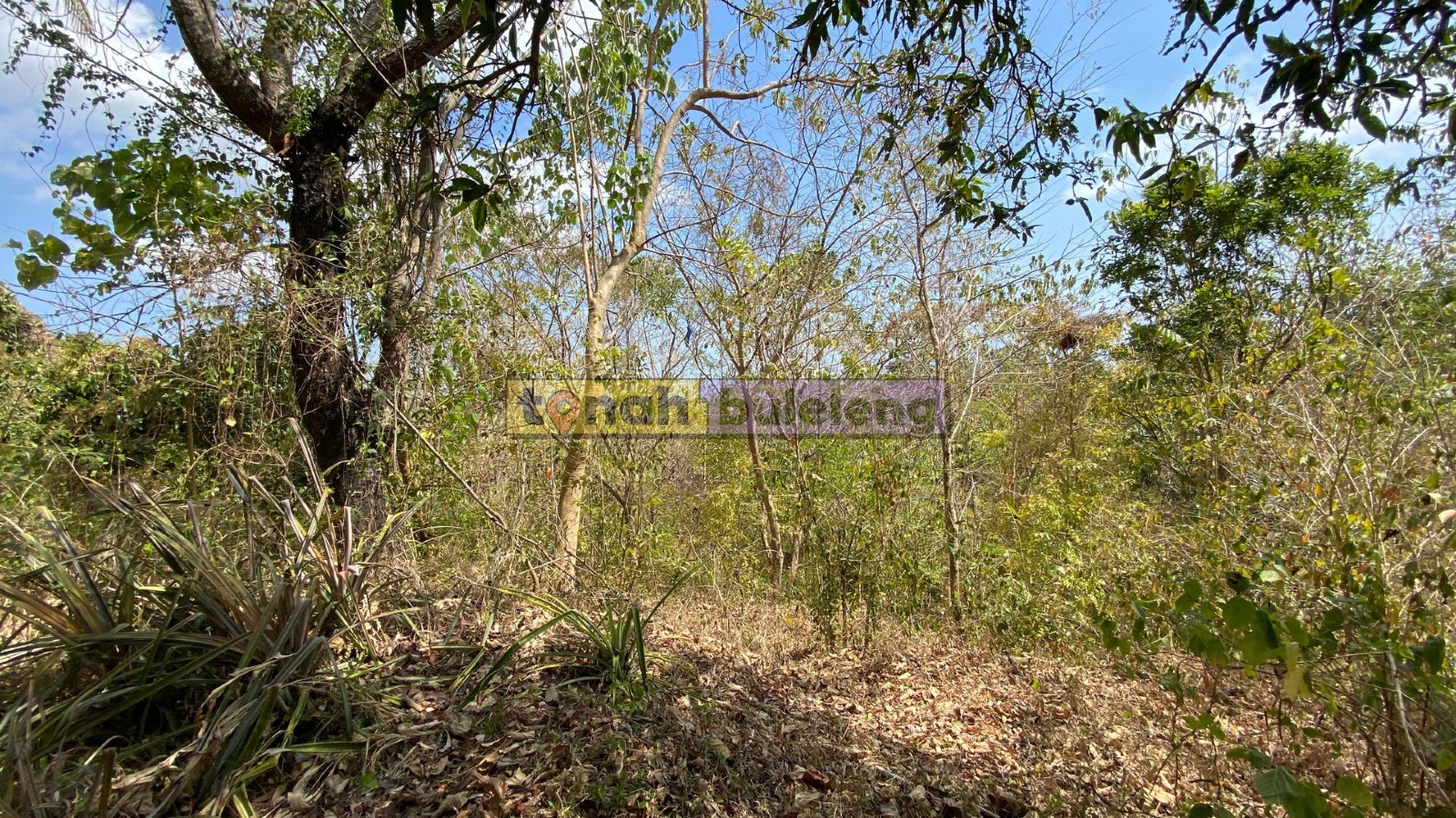 Tanah Buleleng - Dijual Tanah Global Murah di Kubutambahan - gambar 5