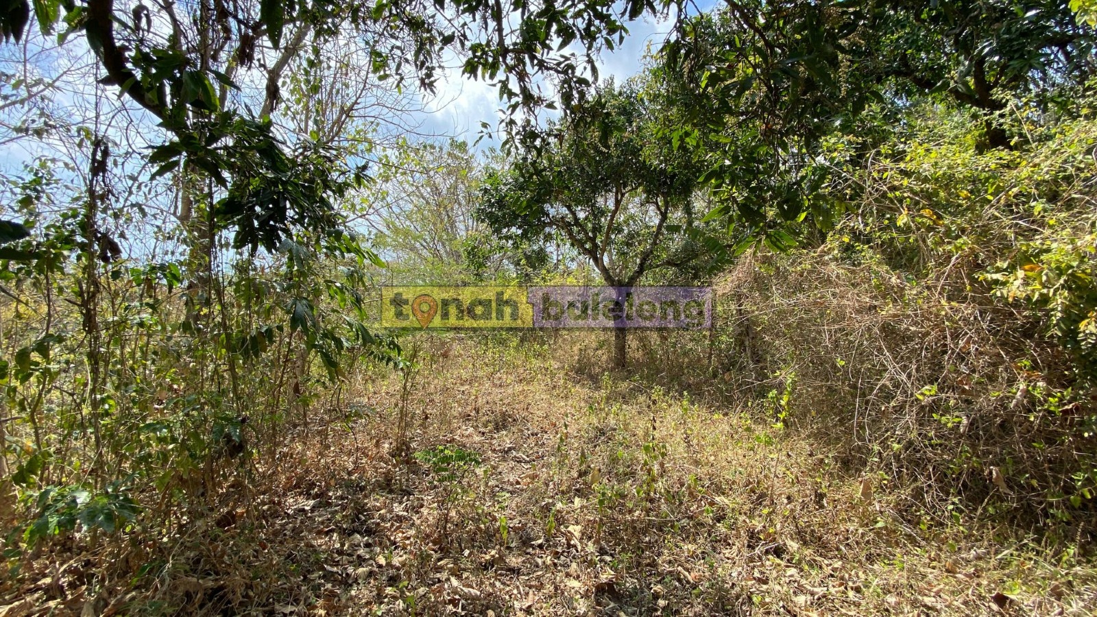 Tanah Buleleng - Dijual Tanah Global Murah di Kubutambahan - gambar 6