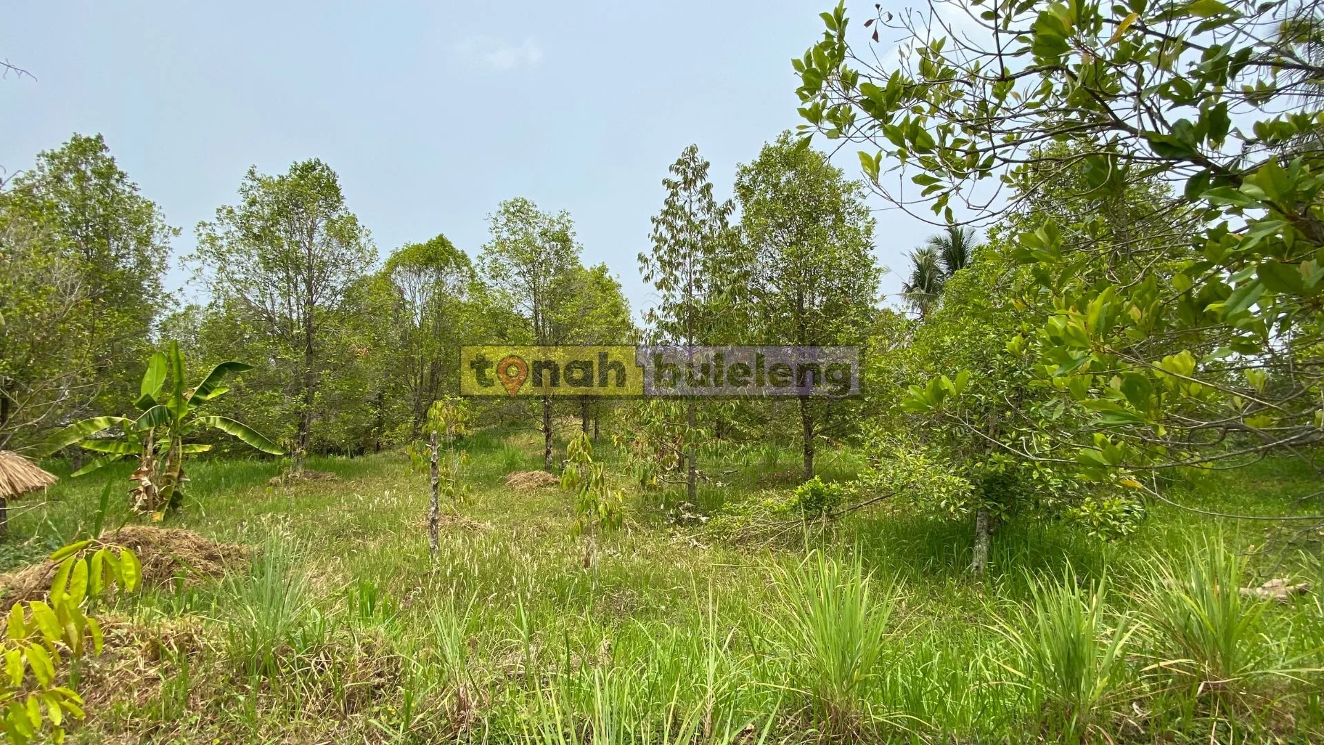Tanah Buleleng - Dijual Tanah Kebun Cengkeh Produktif 75 are di Sukasada - gambar 1