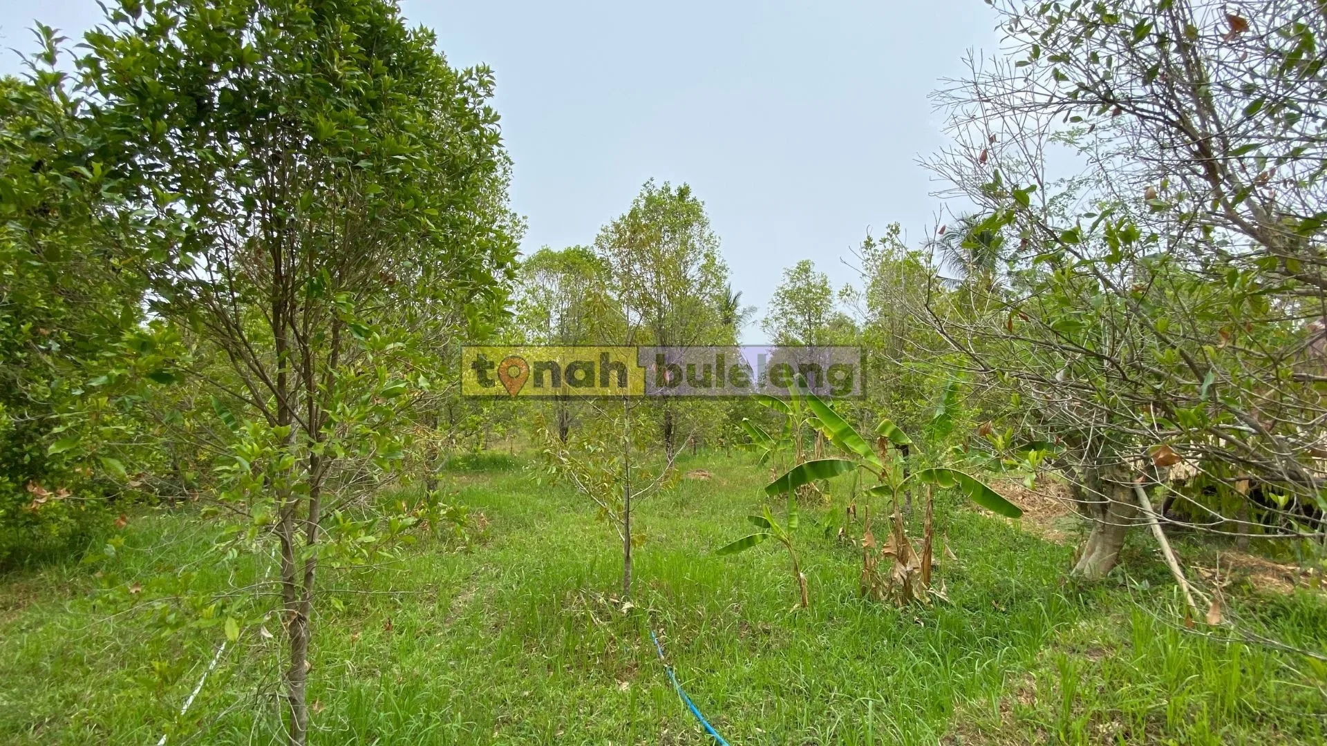 Tanah Buleleng - Dijual Tanah Kebun Cengkeh Produktif 75 are di Sukasada - gambar 2